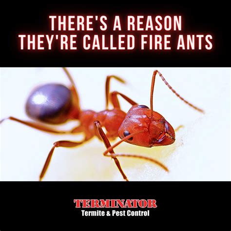 fire ant control near me